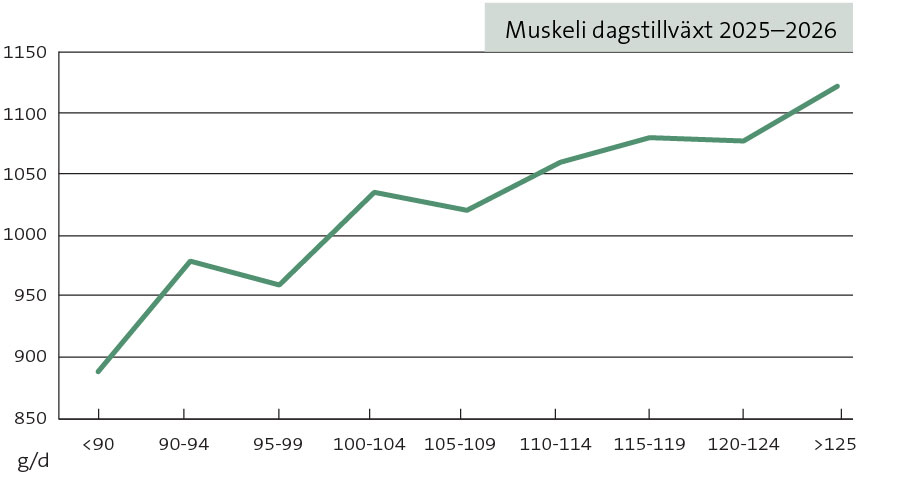 Muskeli dagstillväxt Muskeli dagstillväxt