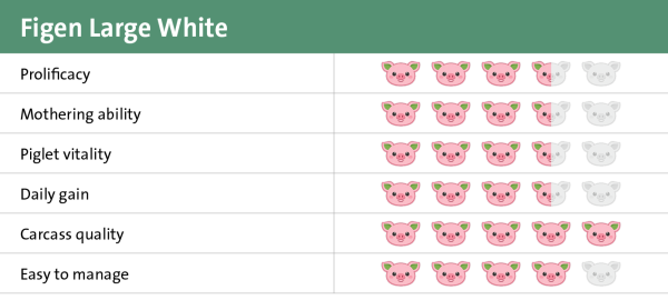 Figen Large White genetic potential 2026 Figen Large White genetic potential 2026